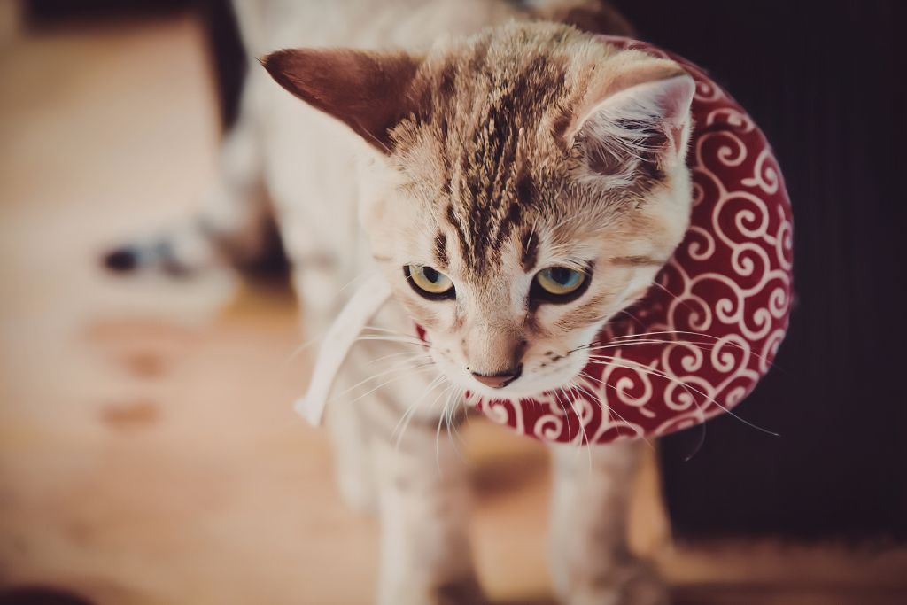 Esterilizar a un gato en Barcelona: cuándo hacerlo y qué debes saber